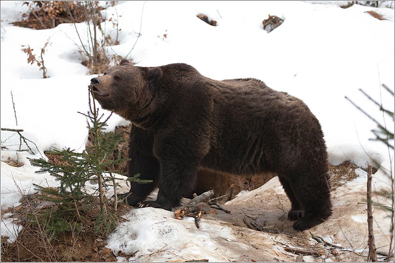 ORSO BRUNO.jpg
